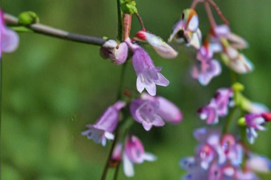 Calico Beardtongue Seeds Penstemon calycosus Pink Wildflower Seeds Native Perennial Garden Flower Planting 100 Seeds