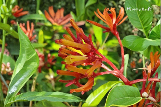 Firefly Dwarf Red Firebush Live Plant | Orange Yellow Flowers | Dwarf Firebush Plant | Butterfly Garden | Tropical Flowering Shrub