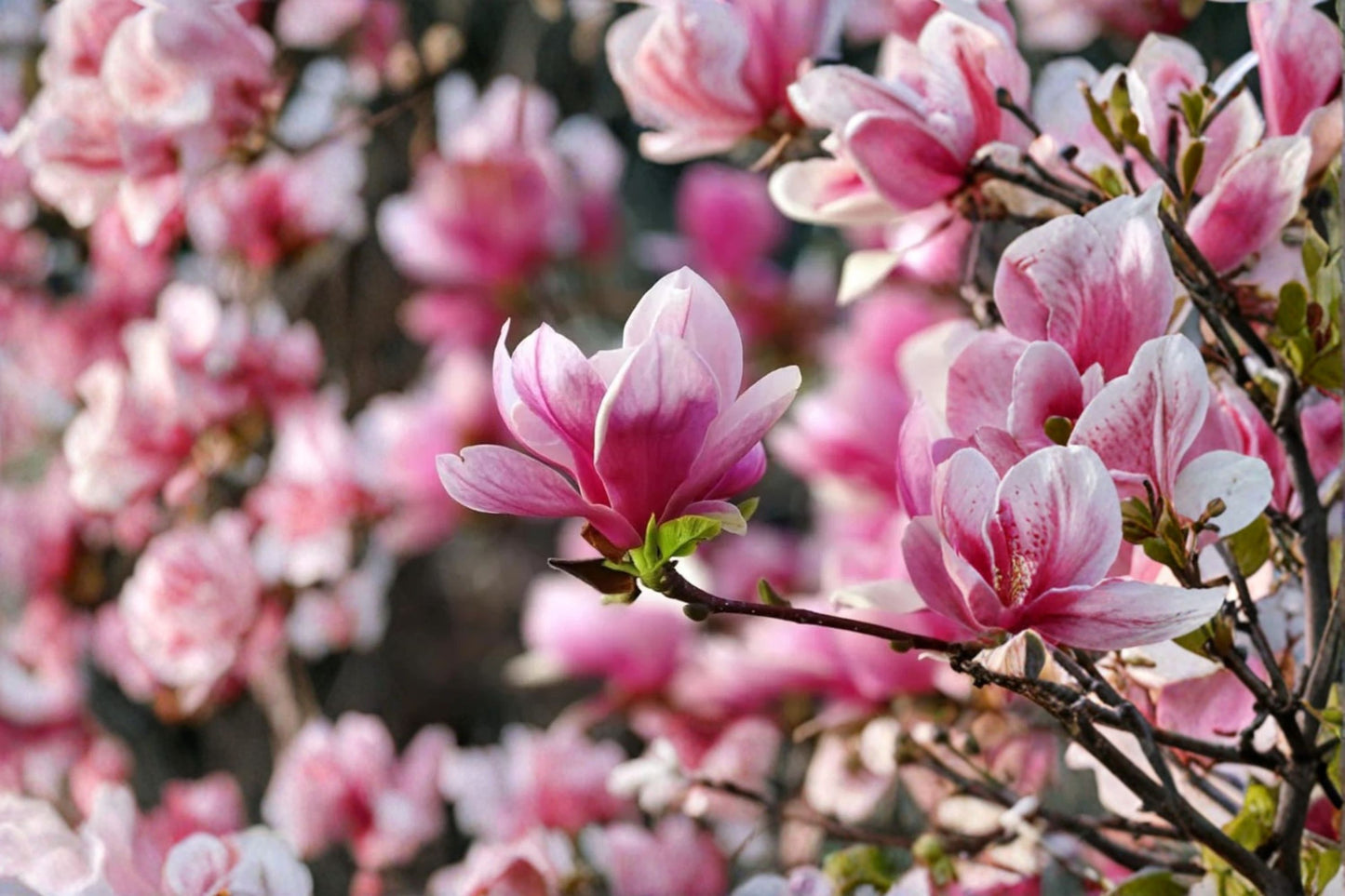 Saucer Magnolia Live Plant – 6–12" Tall – 2.5" Pot – Pink Blooms – Magnolia × soulangeana