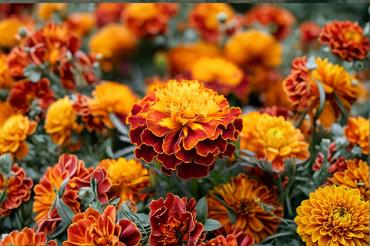 French Marigold Seeds Sparky Mix Tagetes Patula Colorful Annual Flower Compact Bedding Garden Plant Bright Blooms 100 Seeds