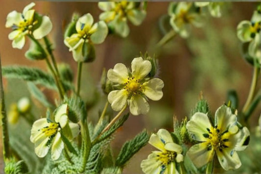 Prairie Cinquefoil Seeds Potentilla Arguta Native White Wildflower Perennial Garden Pollinator Meadow Plant 500 Seeds