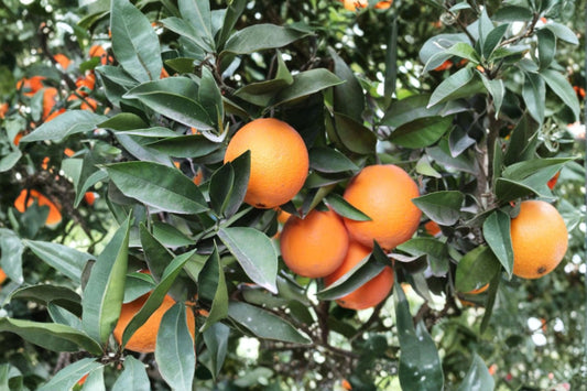 Navel Orange 3 Scions – Citrus sinensis