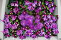 Creeping Ice Plant 10 Cuttings – Delosperma cooperi