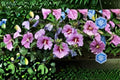Rose of Sharon Seeds Hibiscus syriacus Pink Purple White Flower Seeds Shrub Althea Garden Planting 10 Seeds