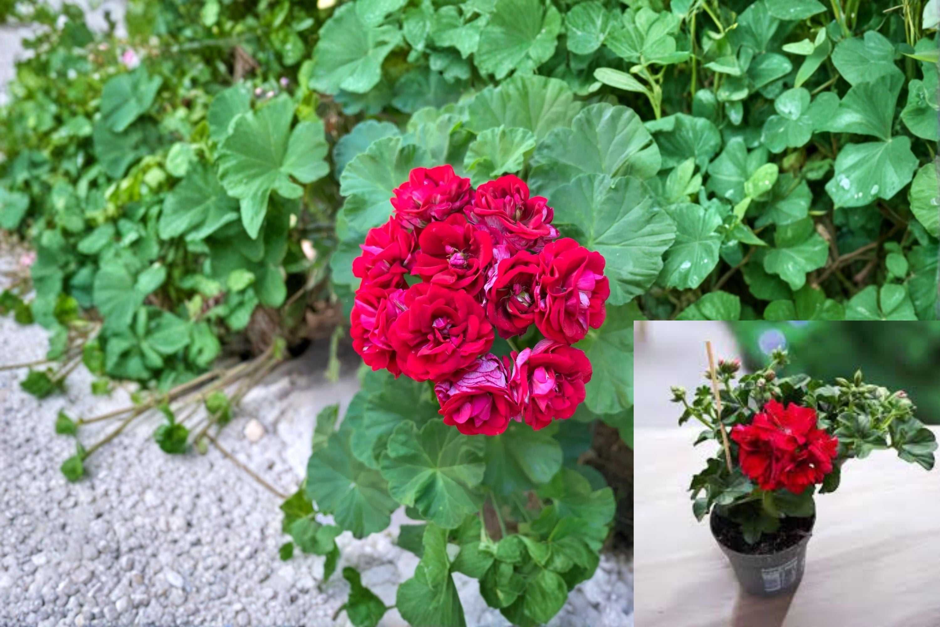 Double Red Geranium 4 Cuttings – Pelargonium × hortorum