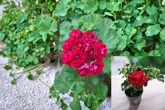 Double Red Geranium 4 Cuttings – Pelargonium × hortorum
