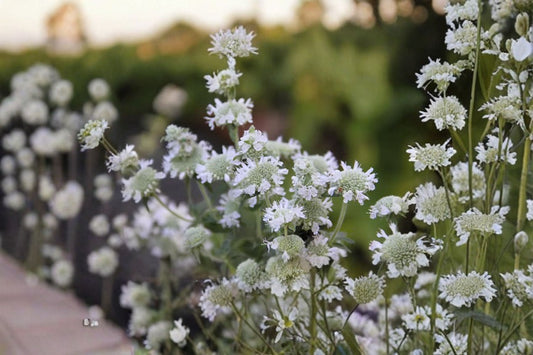 Hairy Mountain Mint Seeds Pycnanthemum pilosum Native Wildflower Seeds Fragrant Garden Planting 100 Seeds