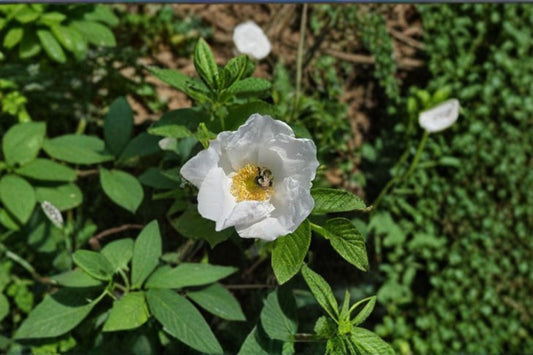 White Rugosa Rose Seeds Rosa rugosa alba White Beach Rose Seeds Hardy Shrub Garden Planting 25 Seeds