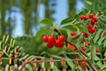 Montmorency Cherry 6 Cuttings – Prunus cerasus