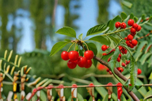 Montmorency Cherry 6 Cuttings – Prunus cerasus
