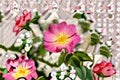 Common Wild Rose Seeds Rosa woodsii Pink Native Prairie Rose Seeds Perennial Shrub Garden Planting 25 Seeds