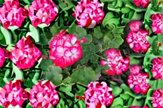 Red White Geranium 2 Cuttings – Pelargonium