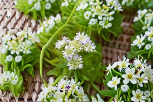 Mountain Mint Seeds Pycnanthemum virginianum Native Wildflower Seeds Fragrant Garden Planting 100 Seeds