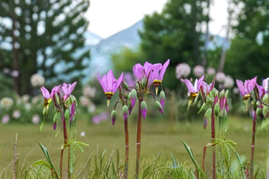 Midland Shooting Star Seeds Dodecatheon meadia Pink White Wildflower Seeds Woodland Garden Planting 100 Seeds