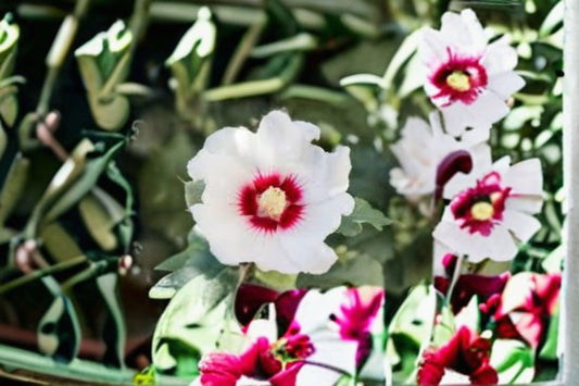 Swamp Rose Mallow Seeds Hibiscus Moscheutos Large Pink White Perennial Flower Garden Moist Soil Plant 30 Seeds