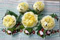 Auspeet English Rose 3 Cuttings – Rosa ‘Auspeet’