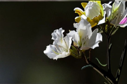 White Orchid Tree Seeds Bauhinia variegata candida White Butterfly Tree Seeds Ornamental Garden Planting 10 Seeds