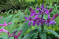 New York Ironweed Seeds Vernonia Noveboracensis Purple Wildflower Perennial Garden Tall Meadow Plant 100 Seeds