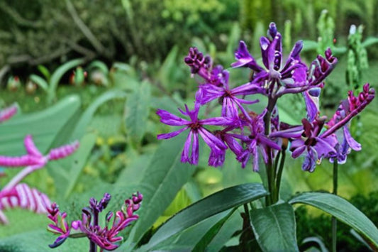 New York Ironweed Seeds Vernonia Noveboracensis Purple Wildflower Perennial Garden Tall Meadow Plant 100 Seeds