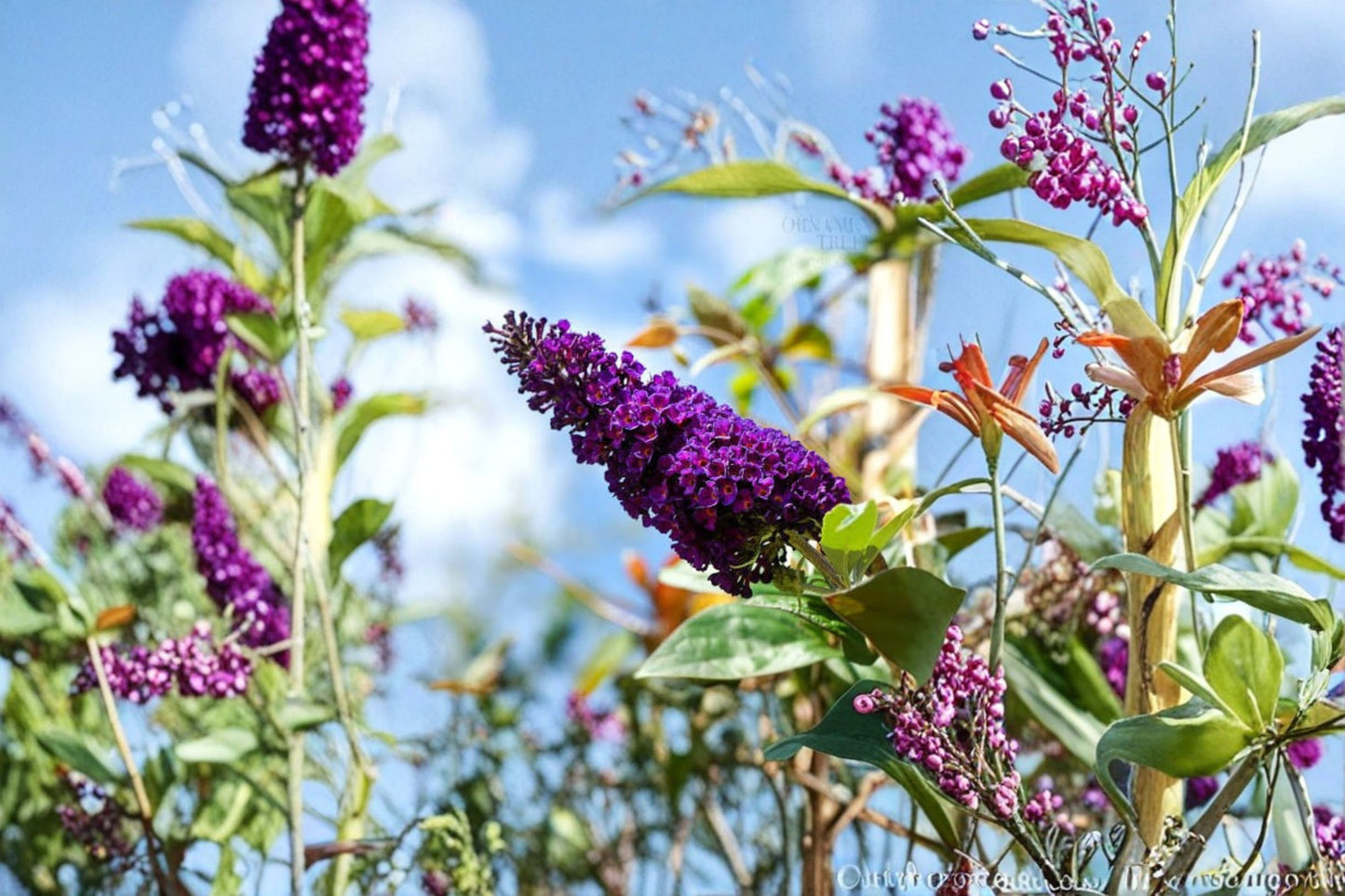 Black Purple Butterfly Bush Live Plant – 5–10 Inch Tall – Buddleia Shrub