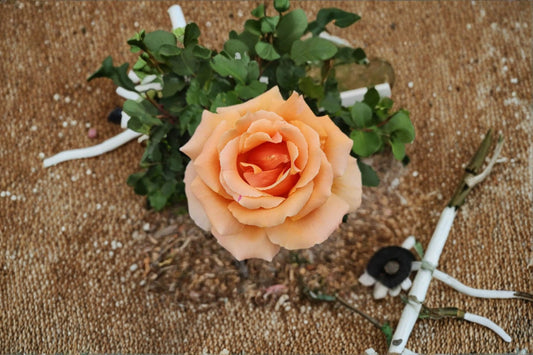 Yellow Apricot Rose 5 Cuttings – Rosa