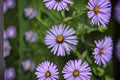Aromatic Aster Seeds Symphyotrichum Oblongifolium Purple Wildflower Perennial Garden Border Meadow Plant 100 Seeds