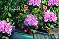 Lavender Ivy Geranium 3 Cuttings – Pelargonium peltatum