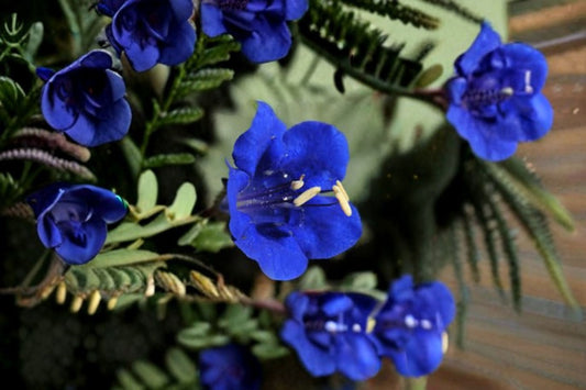 California Bluebells Seeds Phacelia Campanularia Blue Wildflower Annual Garden Desert Flower Meadow Plant 100 Seeds