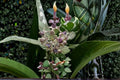 White Giant Milkweed 6 Cuttings – Calotropis gigantea