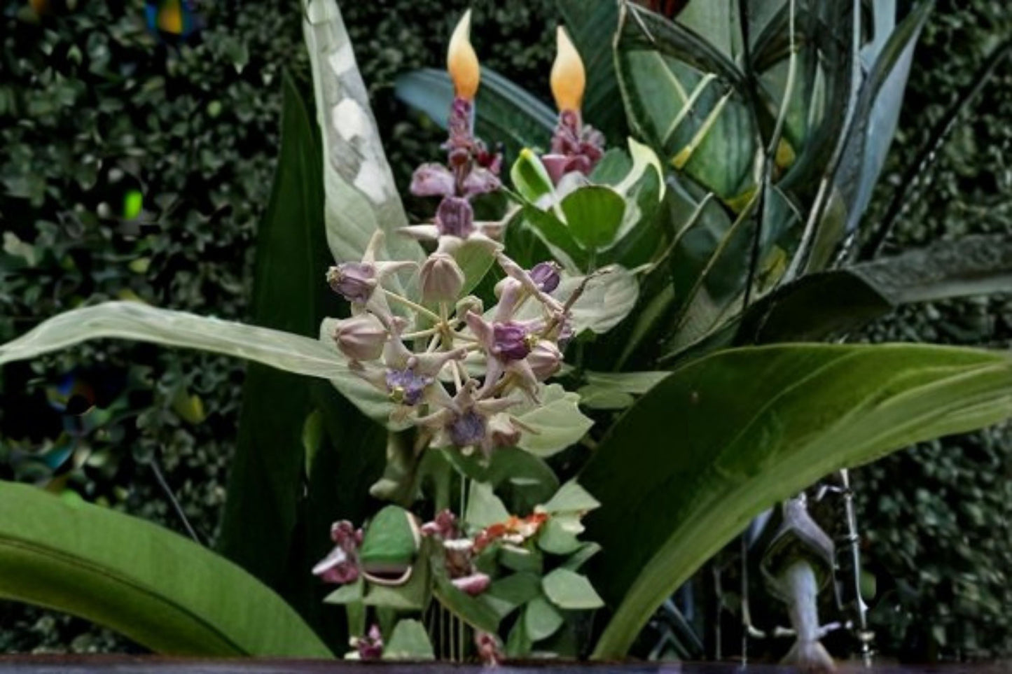 White Giant Milkweed 6 Cuttings – Calotropis gigantea