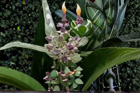 White Giant Milkweed 6 Cuttings – Calotropis gigantea