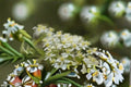 Virgin's Bower Seeds Clematis Virginiana White Flower Climbing Vine Garden Trellis Plant Ornamental 50 Seeds