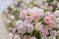 Ausmajesty English Rose 3 Cuttings – Rosa ‘Ausmajesty’
