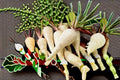 Harris Early Model Parsnip Seeds Pastinaca sativa Root Vegetable Seeds Garden Planting 100 Seeds