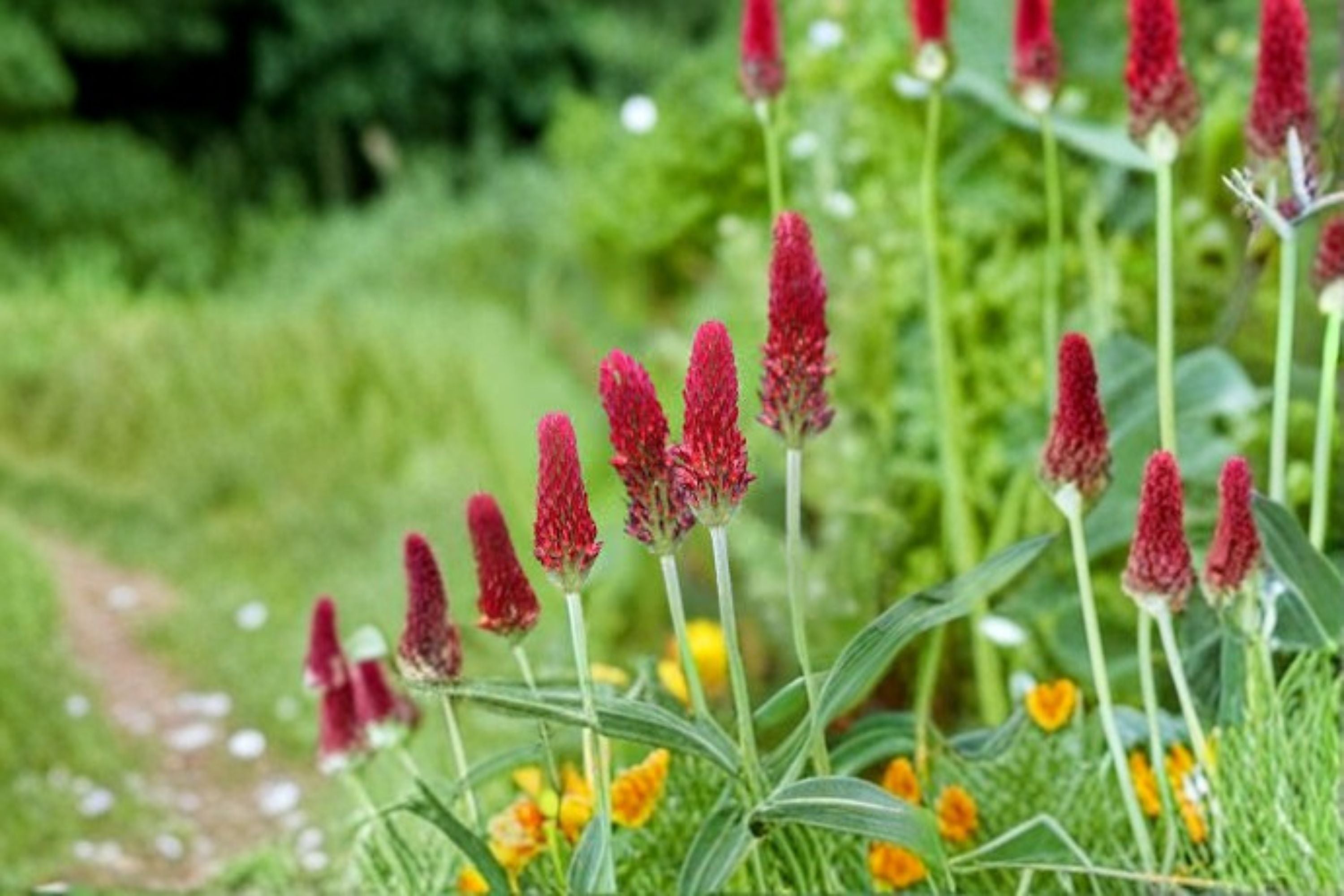 Crimson Clover Seeds Trifolium Incarnatum Red Wildflower Annual Garden Meadow Plant Border Flower 100 Seeds