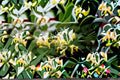 Japanese Honeysuckle 1 Plant – Lonicera japonica