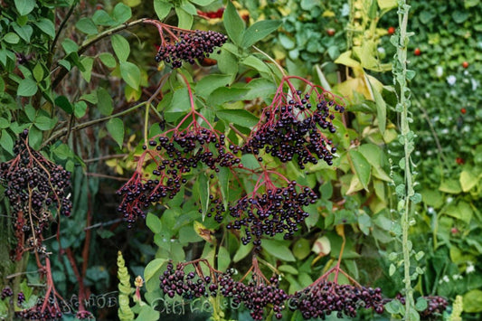 Elderberry 15 Cuttings – Sambucus canadensis
