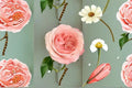 Catherine Rose 1 Plant – Rosa sp.