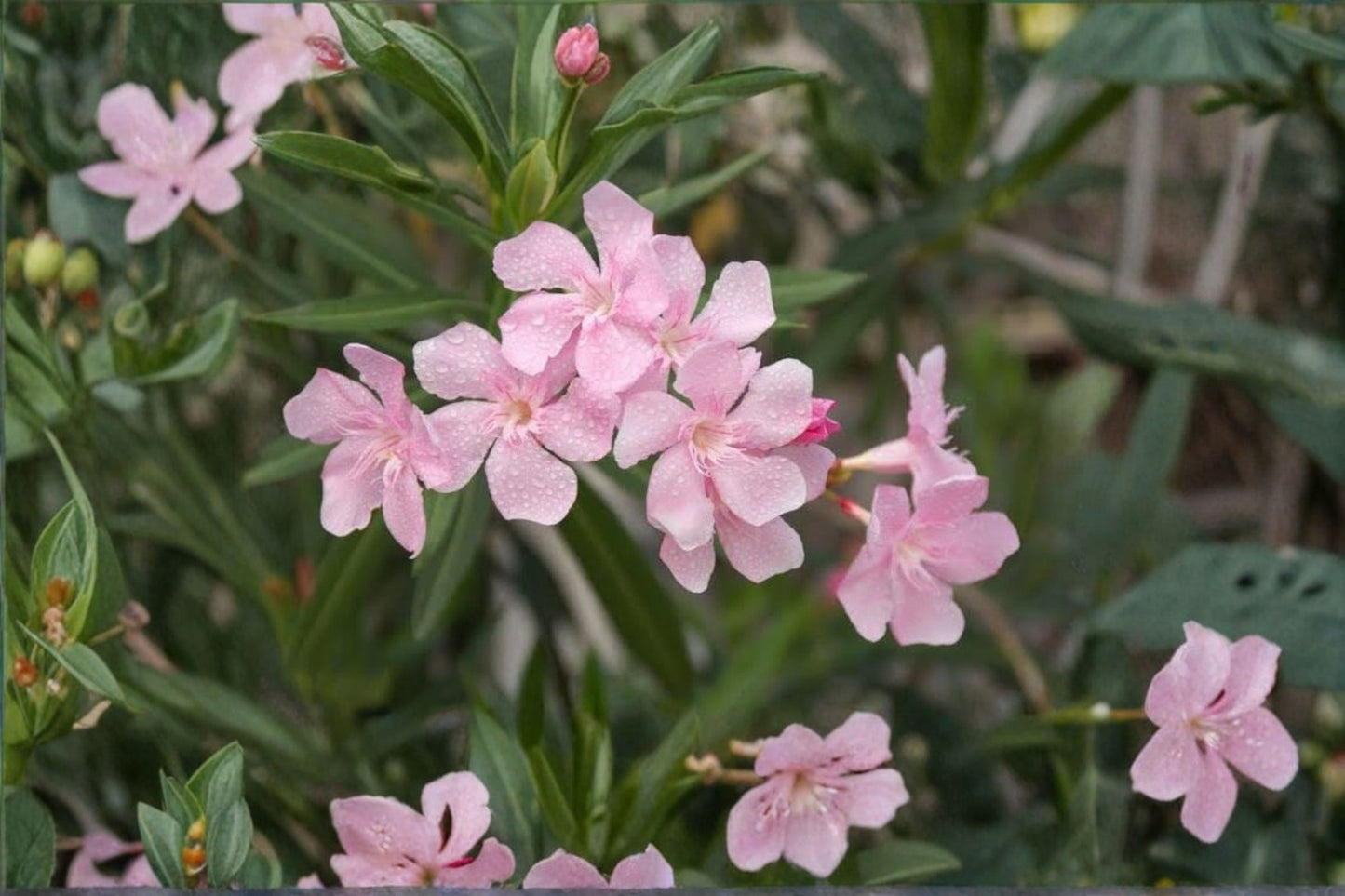 Pink Oleander Live Plant – 4" Pot – Flowering Shrub – Nerium oleander