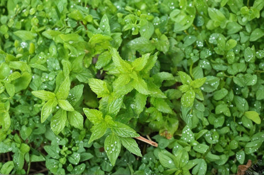 6+ Organic Spearmint Mint Live Plants – Bare Root Aromatic Herb