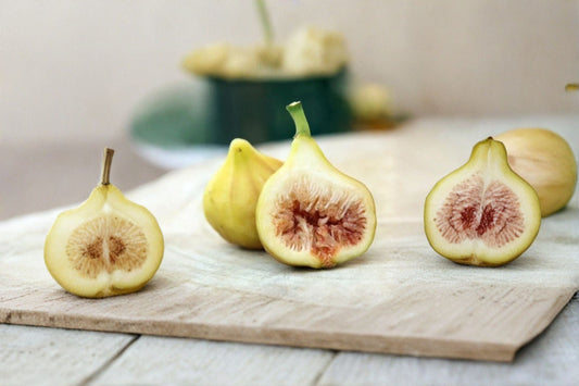LSU Gold Fig Live Plant – 4–6" Tall – Ficus carica – No Pot