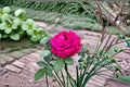 Dianhong Rose Live Plant – Fragrant Yunnan Edible Rose