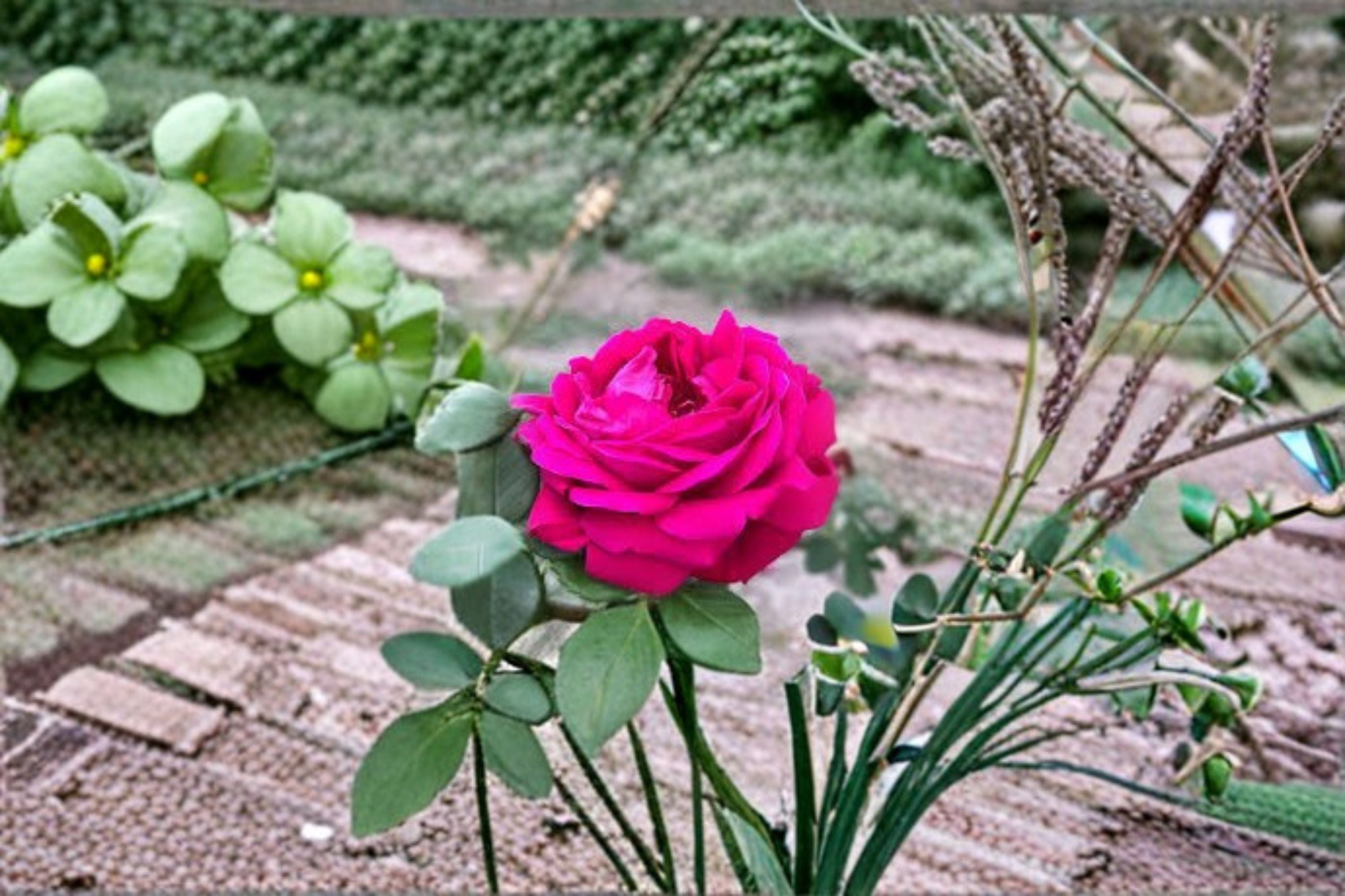 Dianhong Rose Live Plant – Fragrant Yunnan Edible Rose