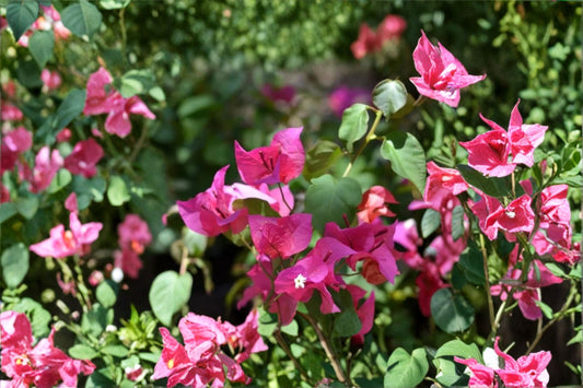 Helen Bougainvillea 3 Live Plants – 4–6" Tall – Pink Flowering Vine