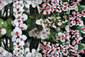 Diascia Twinspur 1 Plant – Diascia spp.