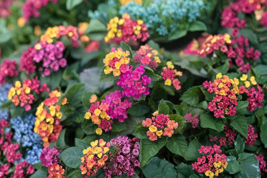 Moni Sprinkles Lantana 1 Plant – Lantana x ‘Moni’