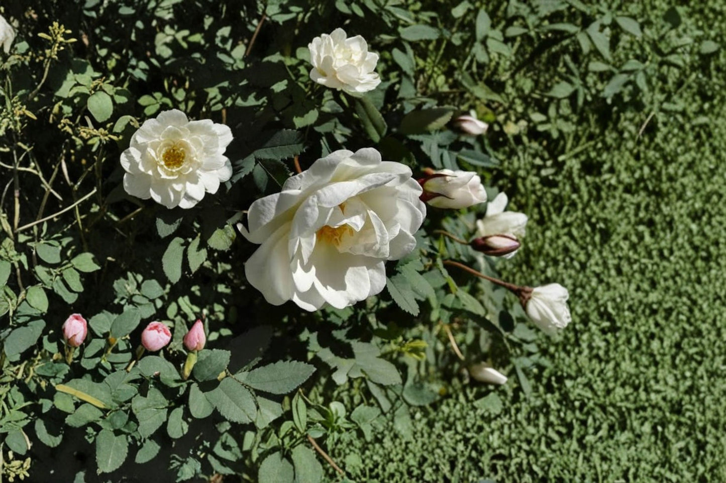 Lady Banks White Banksia 'Violette Scent' Own-Root Live Climbing Rose – Rosa banksiae