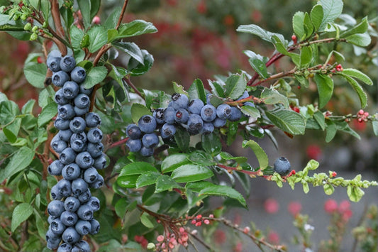 Wild Huckleberry 1 Live Plant – 5-Inch Pot – Vaccinium ovatum