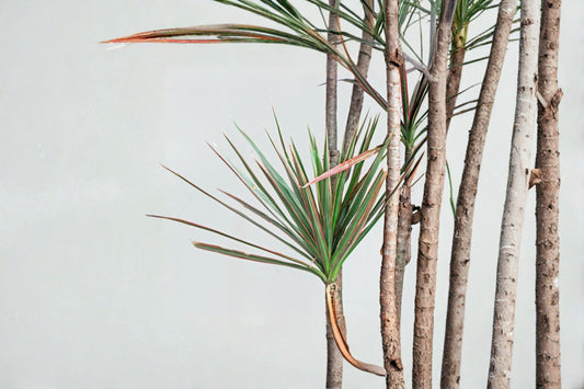 Dracaena 'Red Margined' 1 Live Plant – 4-Inch Pot – Dracaena marginata