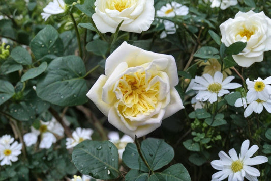 Alberic Barbier Rambler Rose 6" Pot Live Plant – Cream Yellow to White Blossoms